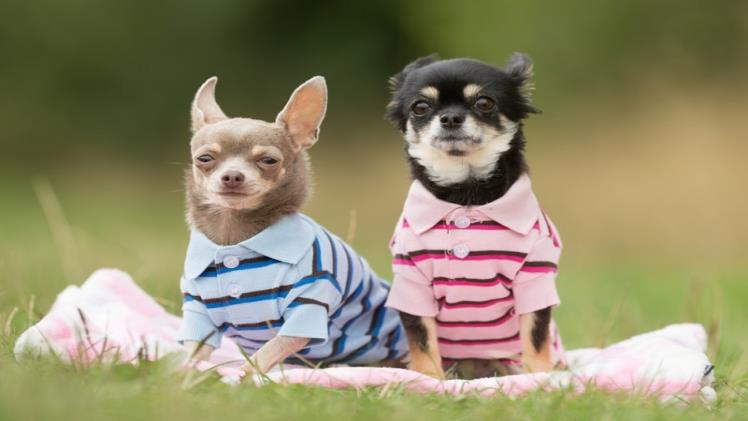 The Best Clothes for Your Tiny Chihuahua: XXS Size Fashion Guide The Best Clothes for Your Tiny Chihuahua: XXS Size Fashion Guide